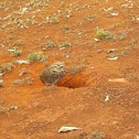 Coruja-buraqueira / Burrowing Owl