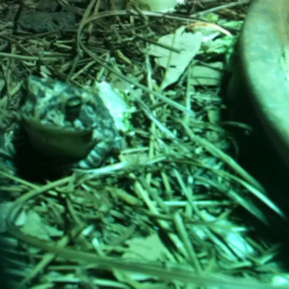 Spotting Image 1