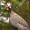 Helmeted Guineafowl