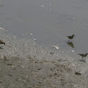 Pectoral Sandpiper