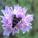 Fairy Longhorn Moth (male)