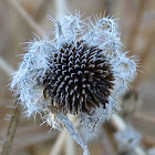 Indian blanket seed head