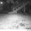 Virginia Opossum