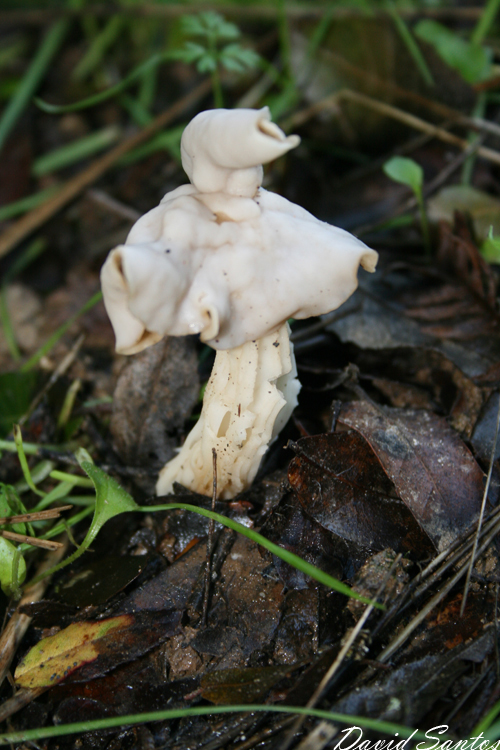 Elfin saddle