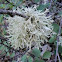 Oakmoss