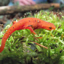 The eastern newt or red-spotted newt ()