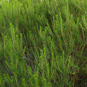 Bald Rosemary