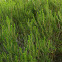 Bald Rosemary