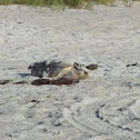 Loggerhead Turtle