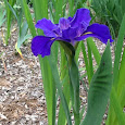 Louisiana Iris