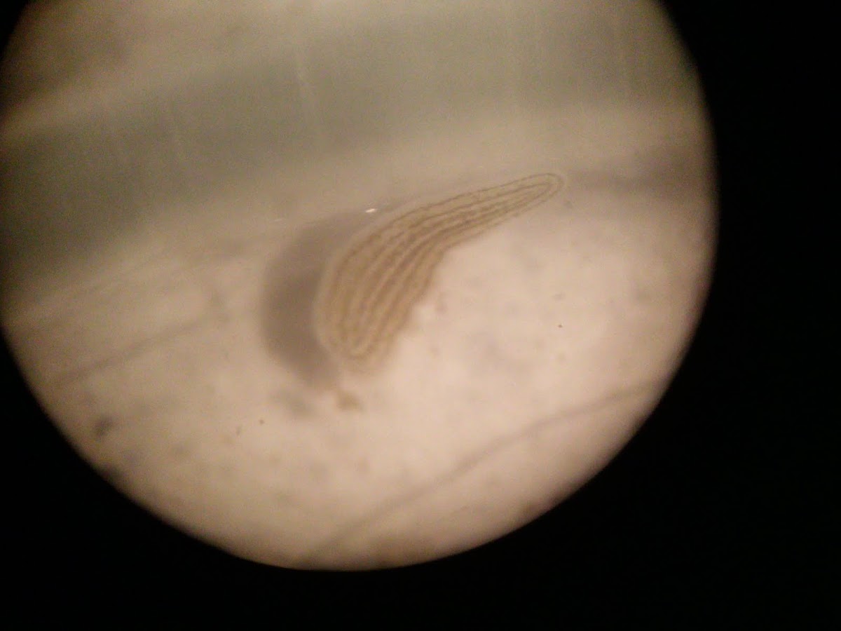 planaria
