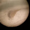 planaria