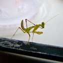 Praying Mantis