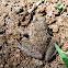 Grass Frog