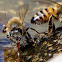 Italian Honeybee