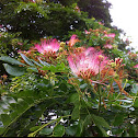 Rain tree