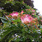 Rain tree