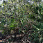 Rusty lyonia