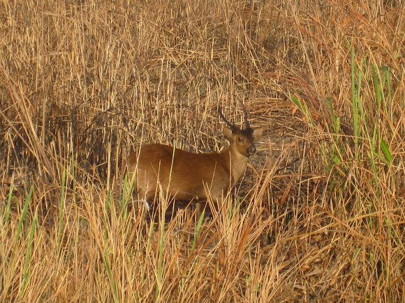 Spotting Image 1