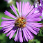 Honey Bee