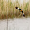 Yellow-Headed Blackbird