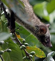 Spotting Image 1