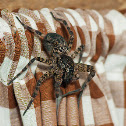 Fishing Spider Having a Snack