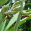 Ectatomma ants