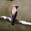 Cedar Waxwing