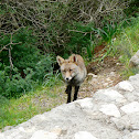Fox