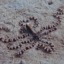 Mimic Octopus