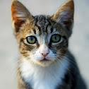 House Cat