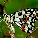 Common Lime