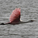 Roseate Spoonbill
