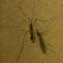 Crane Fly