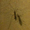 Crane Fly
