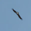 White-headed Vulture