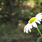 Oxeye Daisy