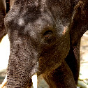 Borneo Pygmy Elephant