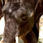 Borneo Pygmy Elephant