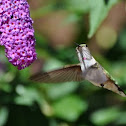 Rufous hummingbird