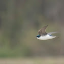 Tree Swallow