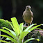 Clay colored robin (Yiguirro)