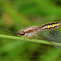 Owlfly