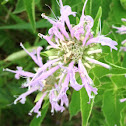 Bergamot