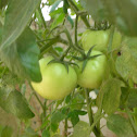 tomato