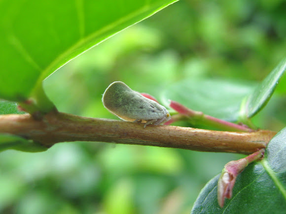 Spotting Image 1