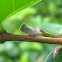 Citrus Flatid Planthopper