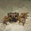 crab