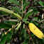 Acacia flower
